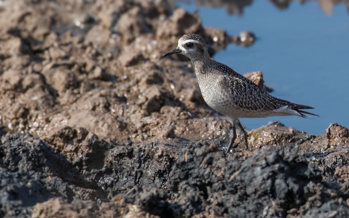 American Golden-Plover - ML643426779