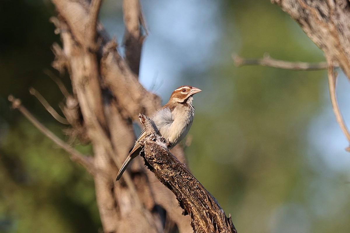Chestnut-crowned Sparrow-Weaver - ML643426782