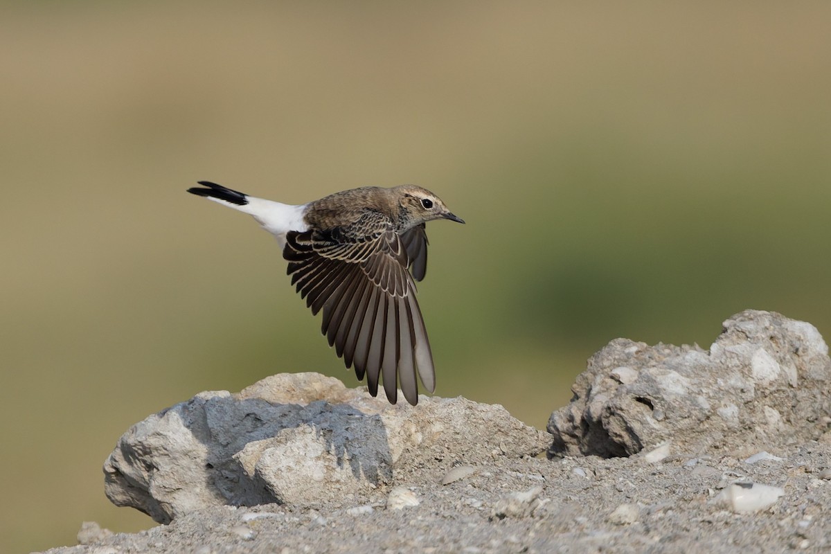 Pied Wheatear - ML643426787