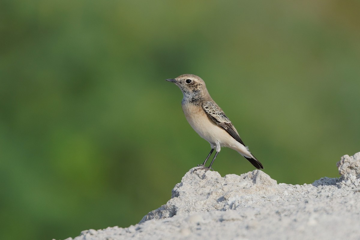 Pied Wheatear - ML643426789