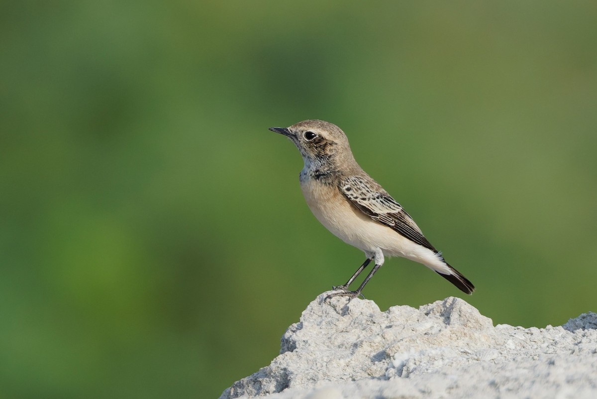 Pied Wheatear - ML643426790