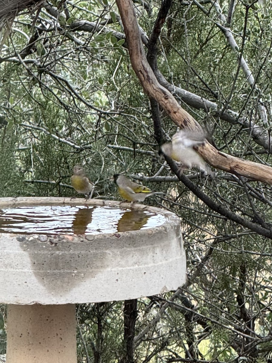 Lawrence's Goldfinch - ML643426800