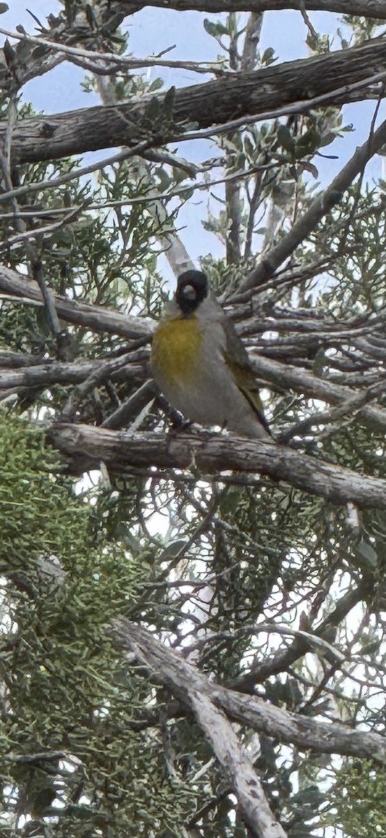 Lawrence's Goldfinch - ML643426801