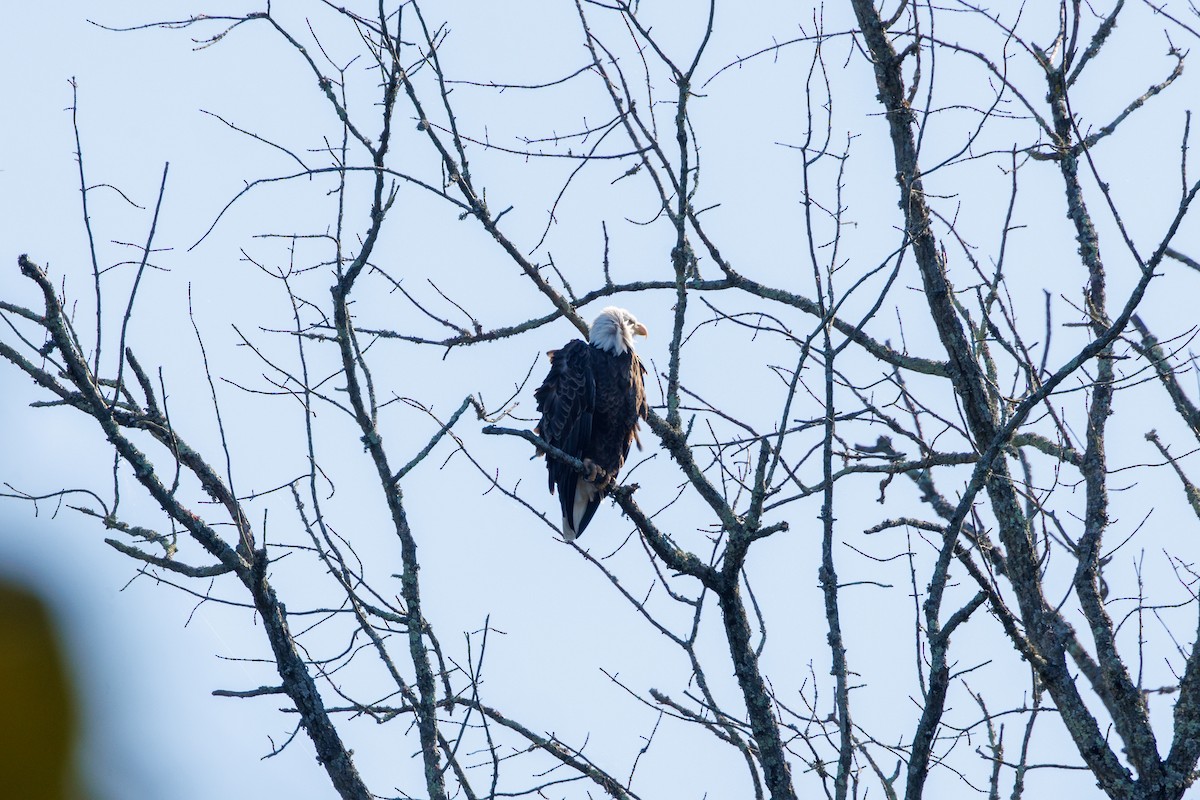 Bald Eagle - ML643426802