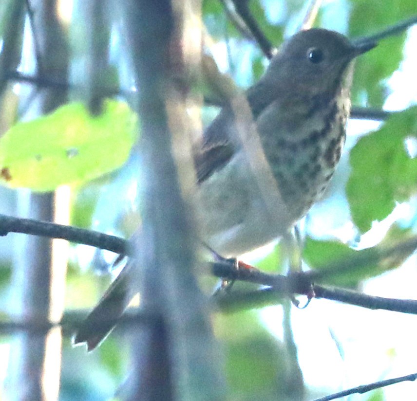 Hermit Thrush - ML643426807