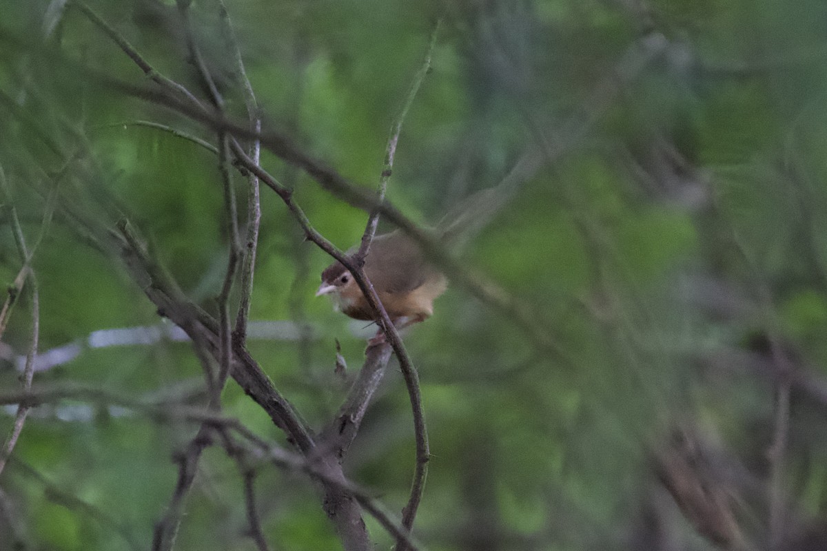 Tawny-bellied Babbler - ML643426814