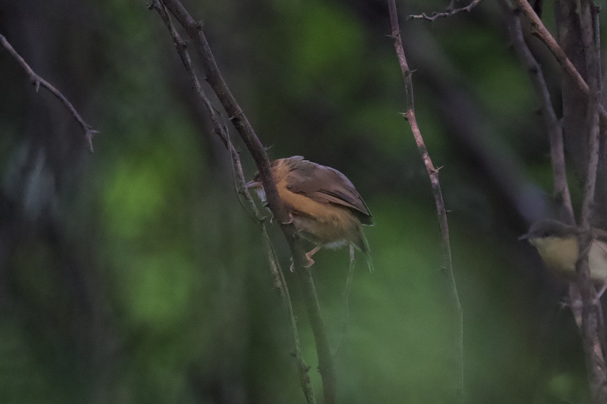 Tawny-bellied Babbler - ML643426815