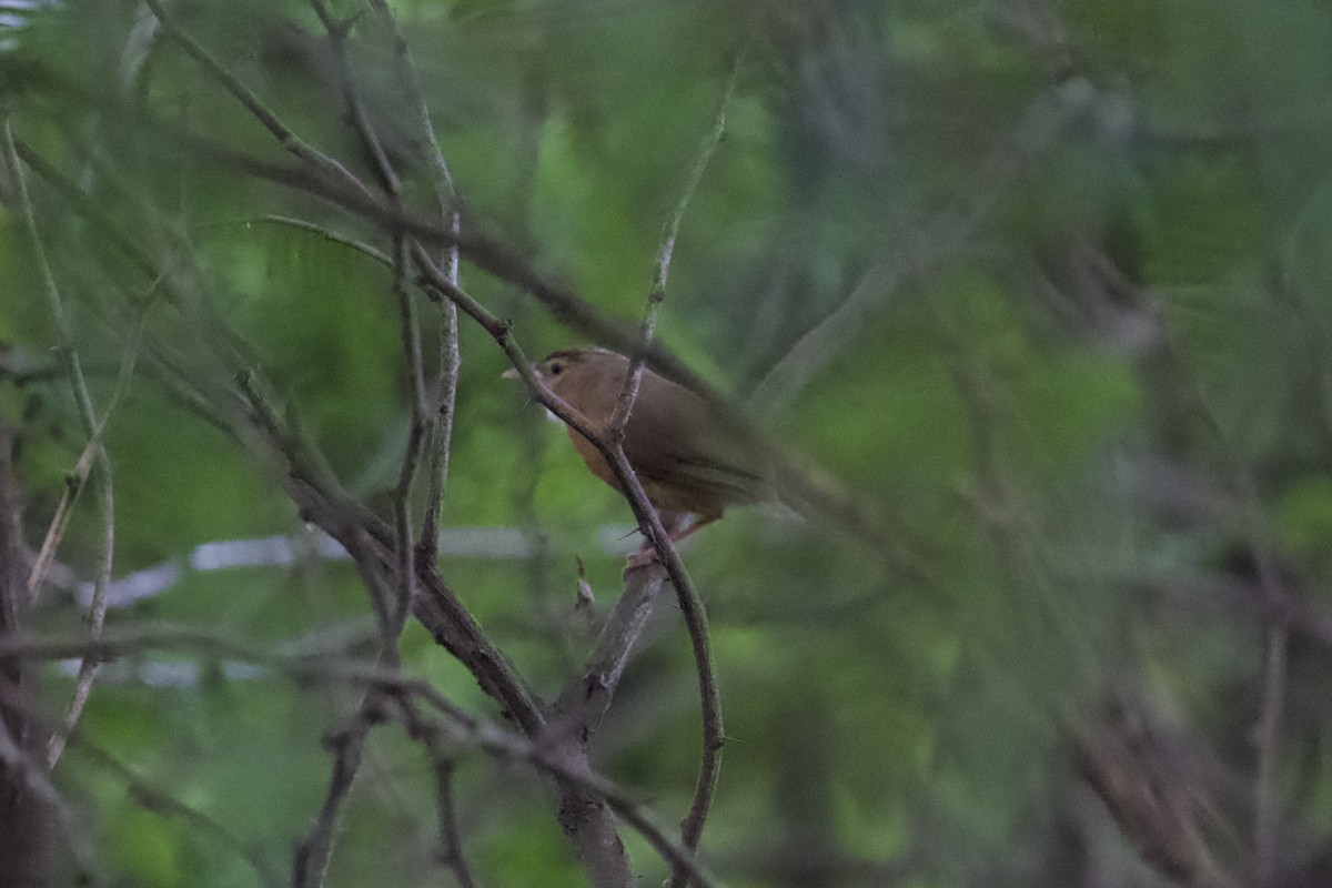 Tawny-bellied Babbler - ML643426816