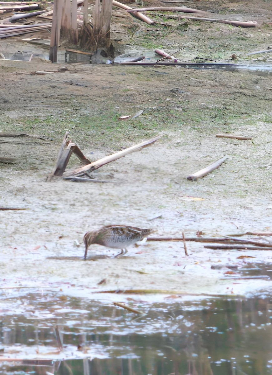 Wilson's Snipe - ML643426822