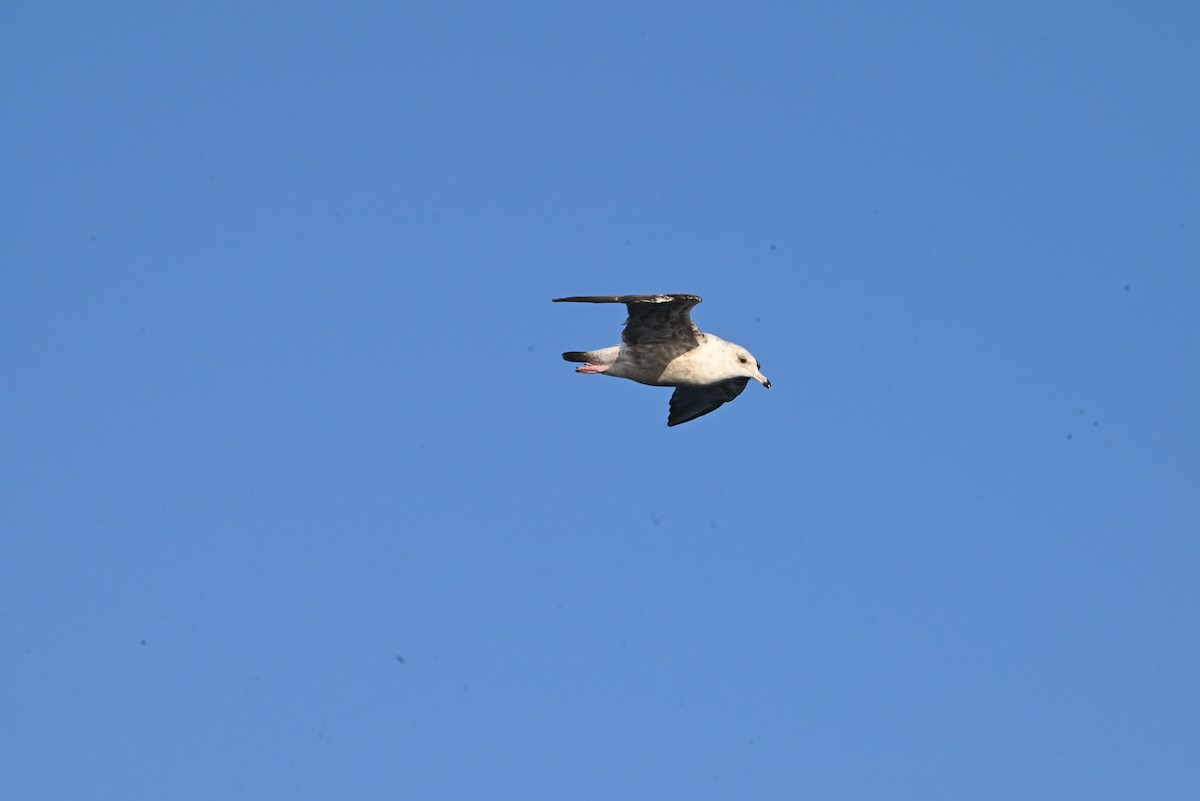 Vega Gull - ML643426829