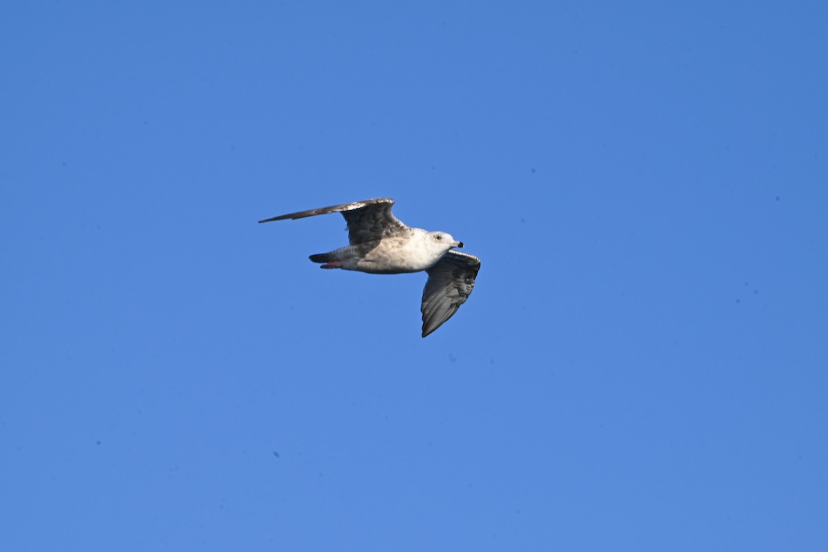 Vega Gull - ML643426830