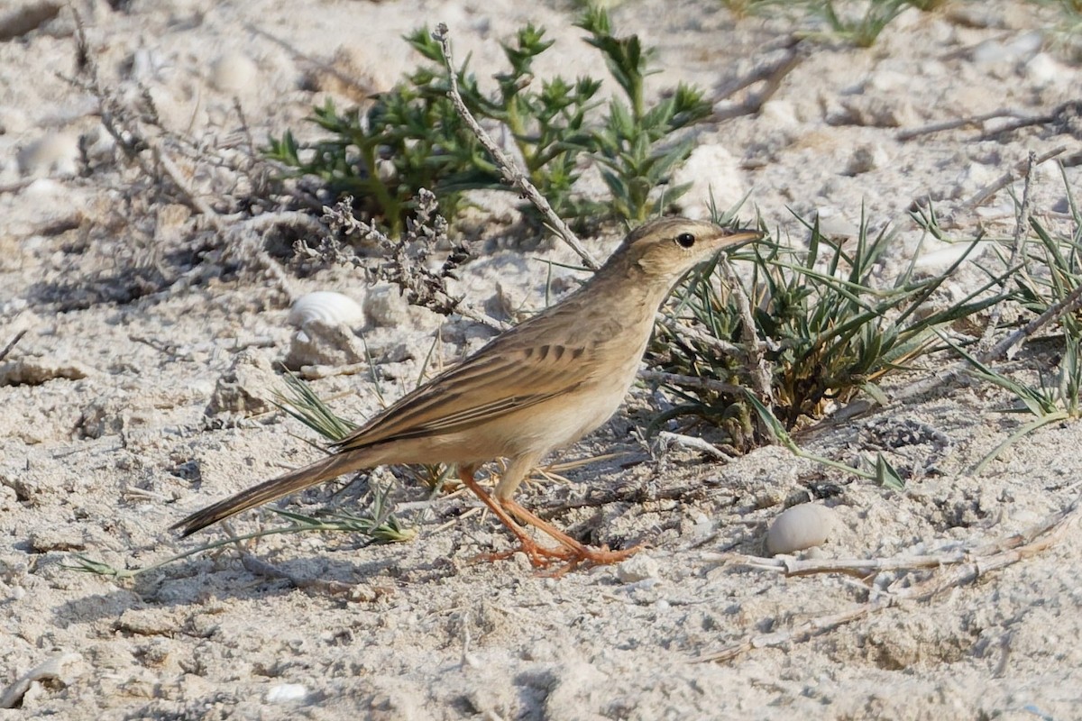 Long-billed Pipit - ML643426834