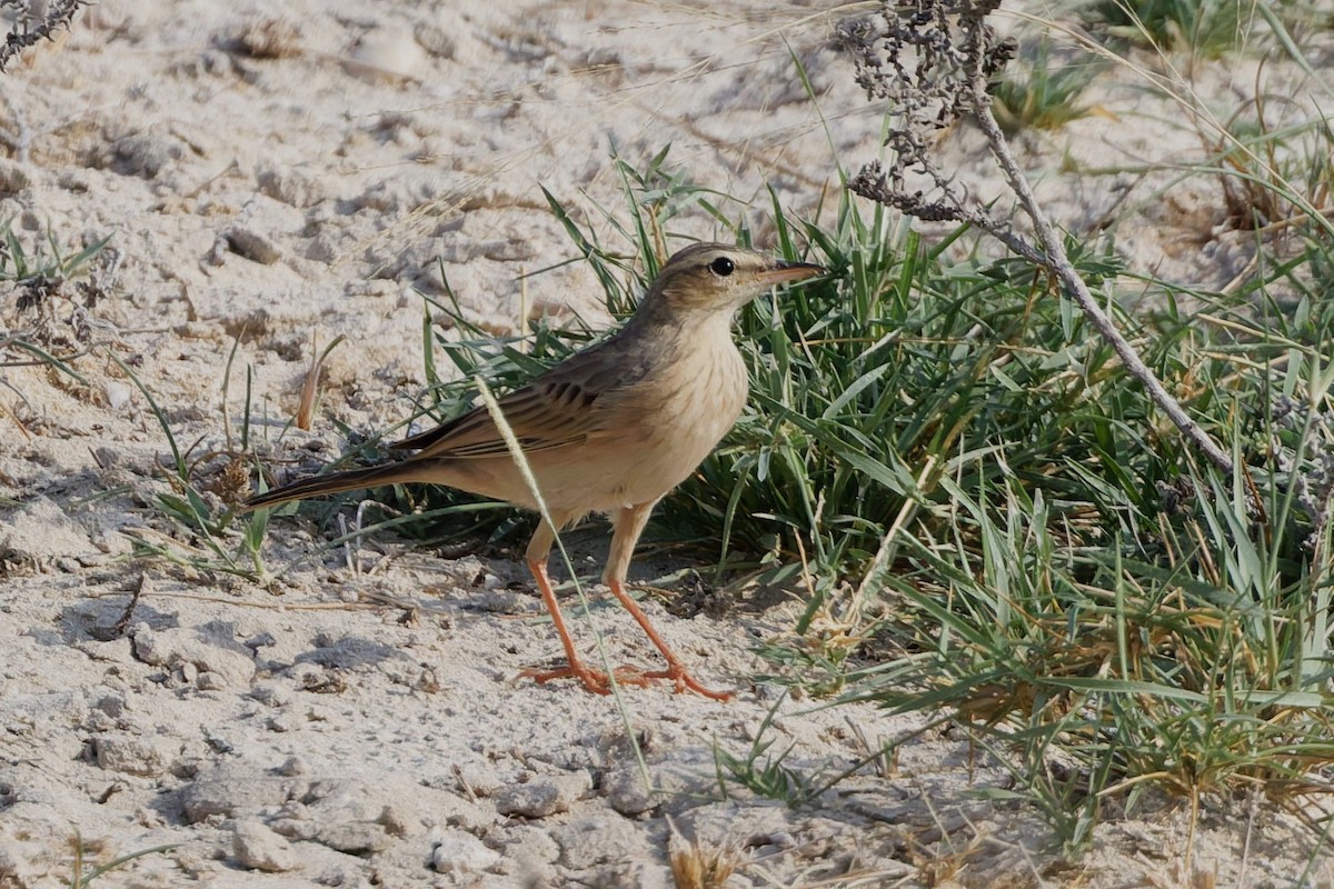 Long-billed Pipit - ML643426835