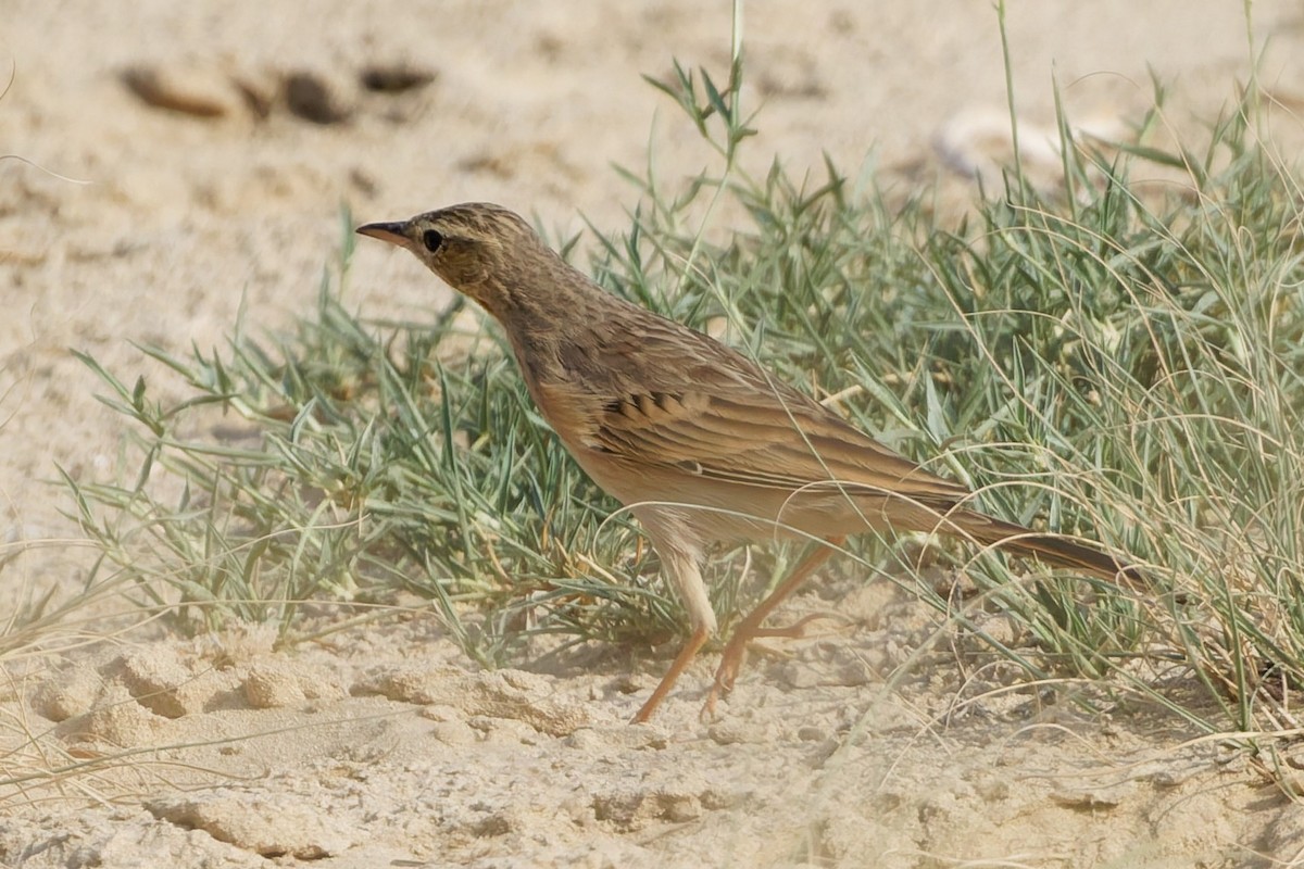 Long-billed Pipit - ML643426836