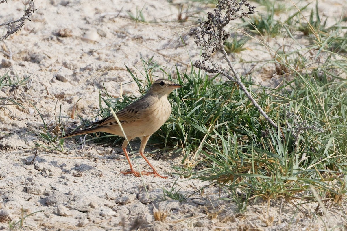 Long-billed Pipit - ML643426842