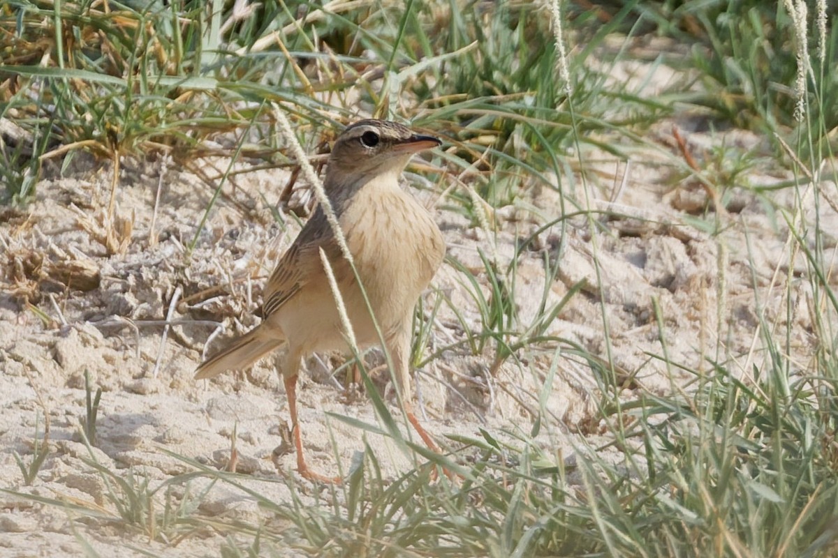 Long-billed Pipit - ML643426843