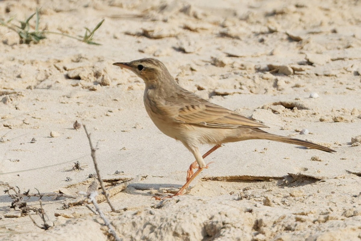 Long-billed Pipit - ML643426844