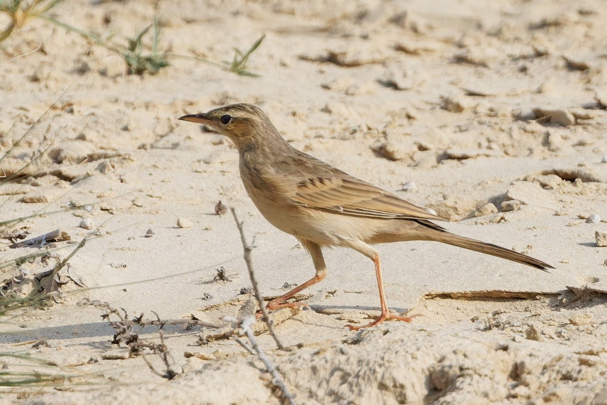 Long-billed Pipit - ML643426845