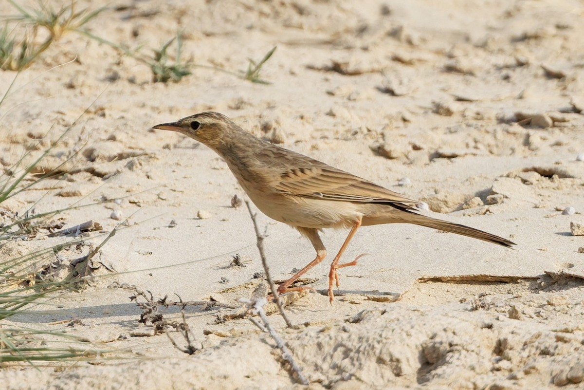 Long-billed Pipit - ML643426846