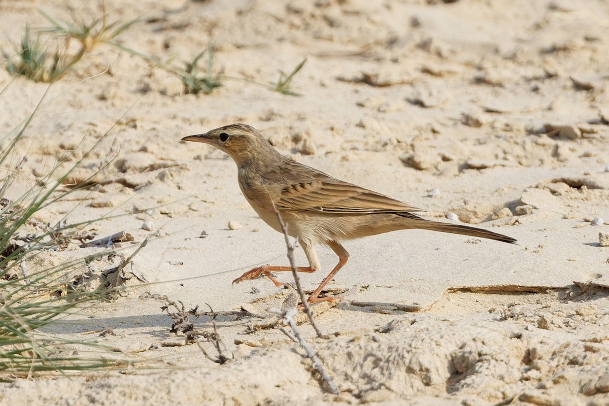 Long-billed Pipit - ML643426847