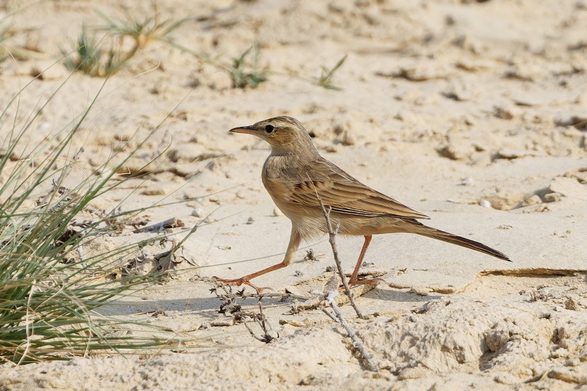 Long-billed Pipit - ML643426848