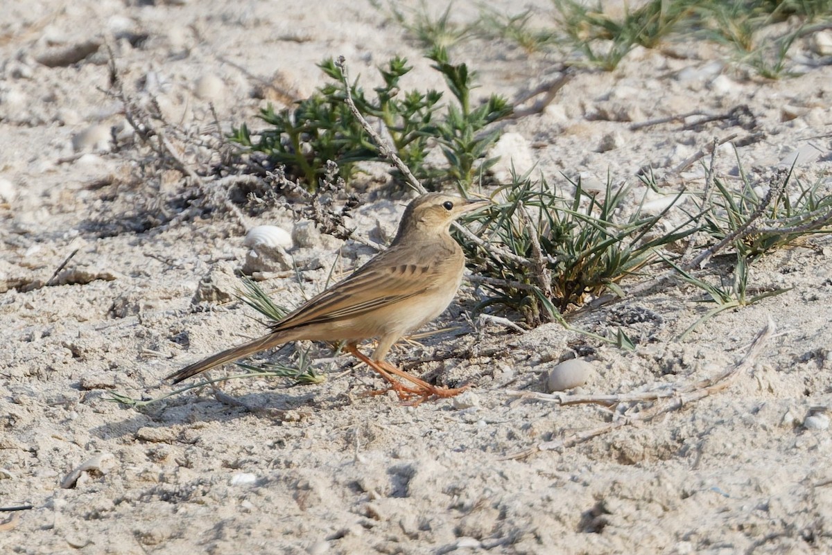 Long-billed Pipit - ML643426849