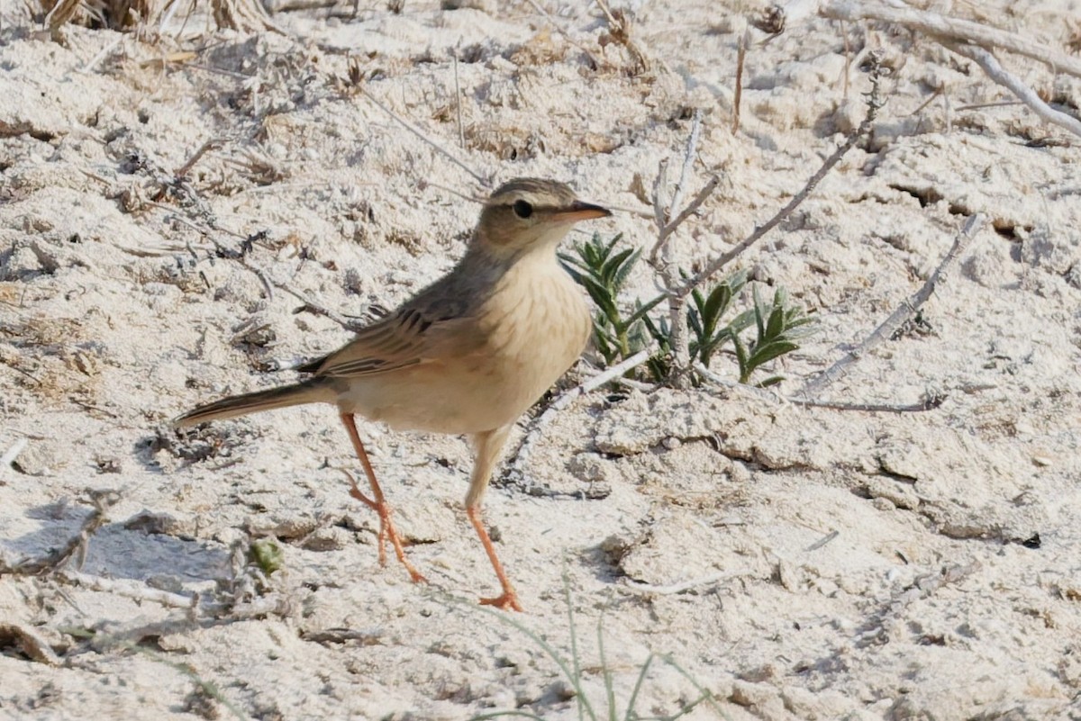 Long-billed Pipit - ML643426850