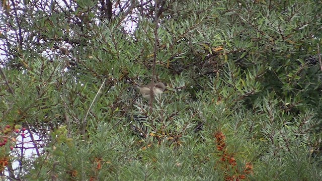 Barred Warbler - ML643426860