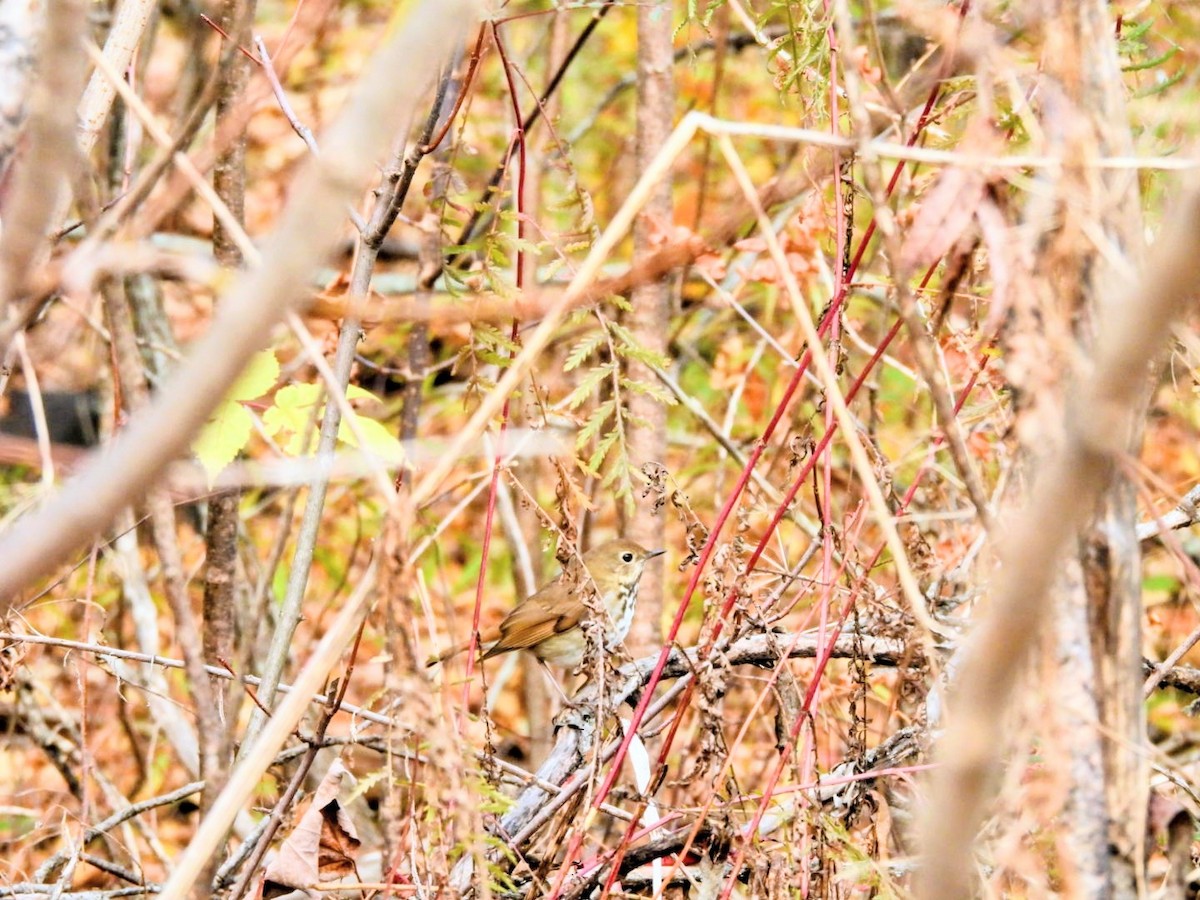 Hermit Thrush - ML643426865