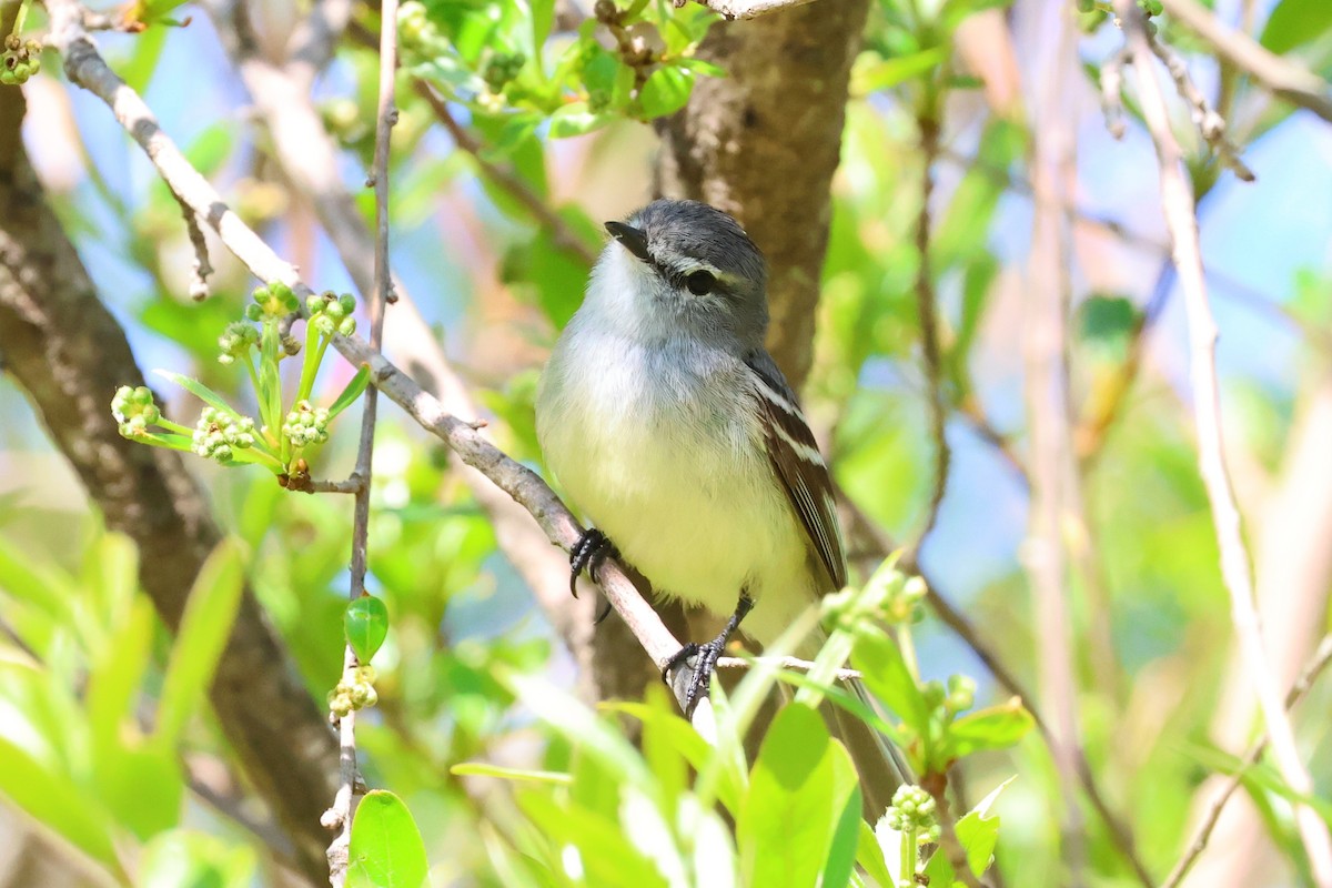 White-crested Tyrannulet - ML643426886