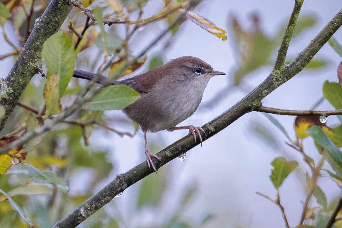 Cetti's Warbler - ML643426887