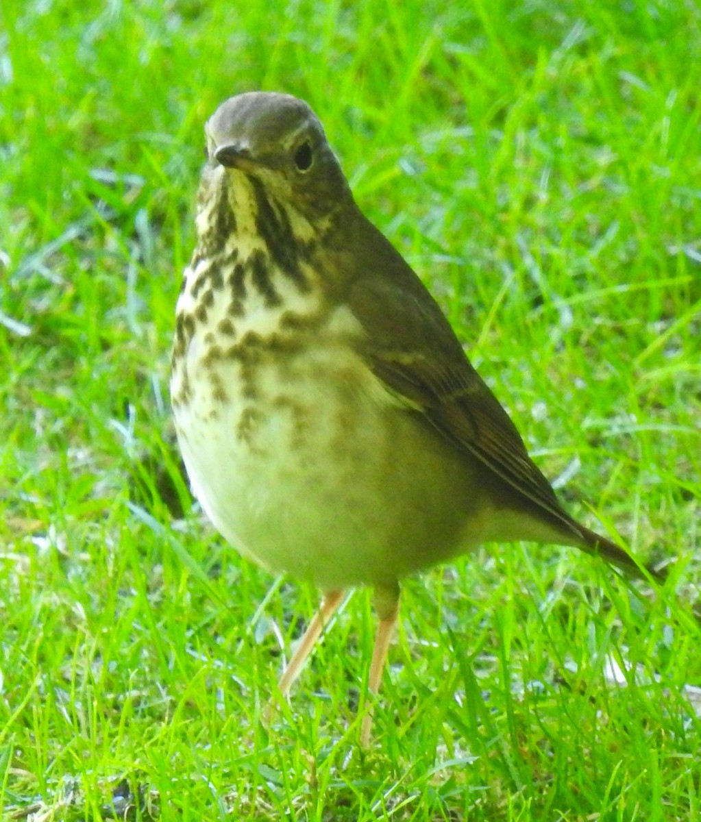 Hermit Thrush (faxoni/crymophilus) - ML643426888