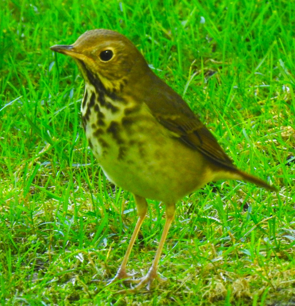 Hermit Thrush (faxoni/crymophilus) - ML643426889