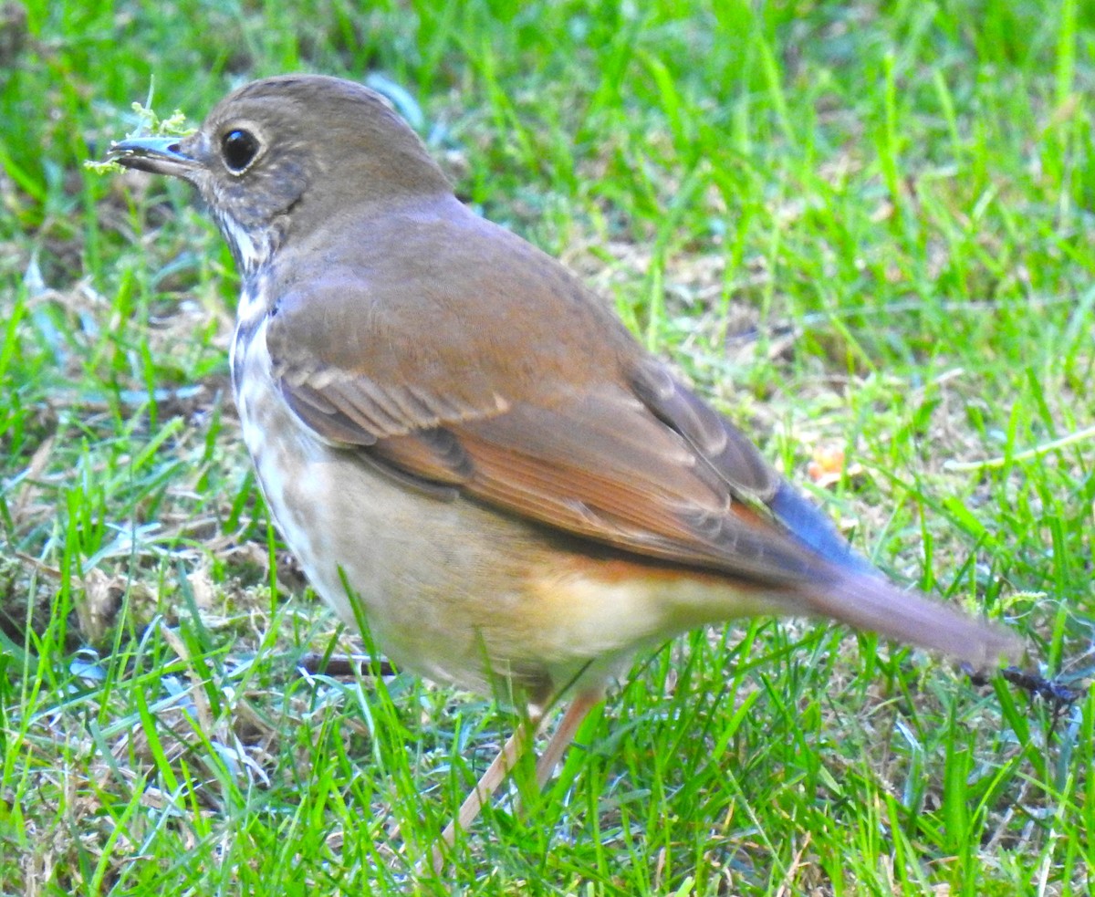 Hermit Thrush (faxoni/crymophilus) - ML643426890