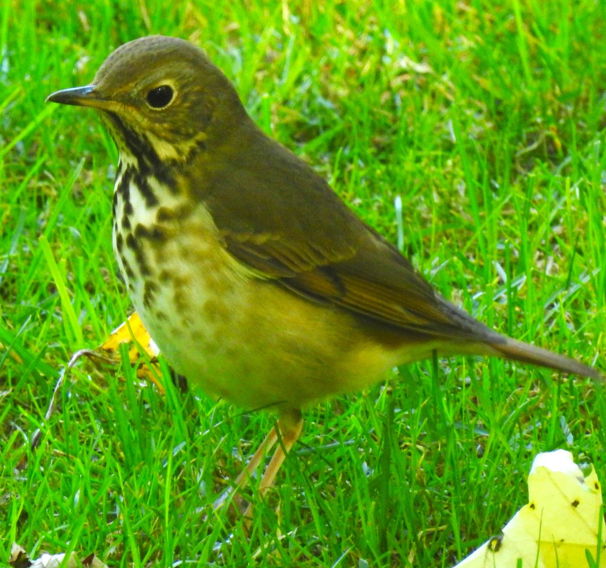 Hermit Thrush (faxoni/crymophilus) - ML643426891