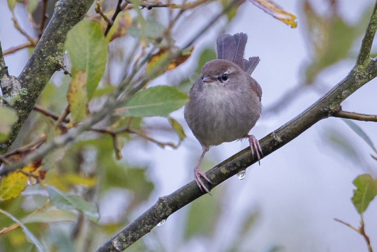 Cetti's Warbler - ML643426896