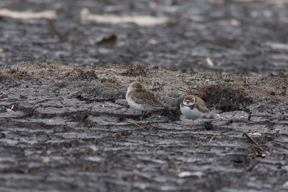 Dunlin - ML643426897