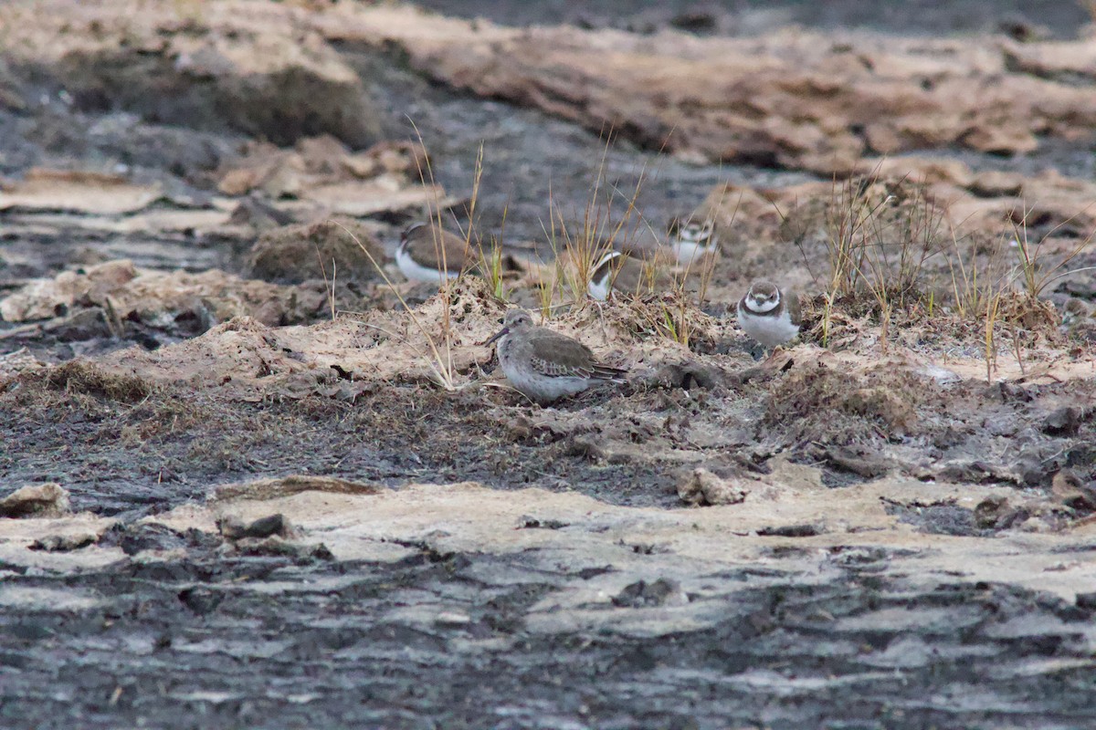 Dunlin - ML643426898