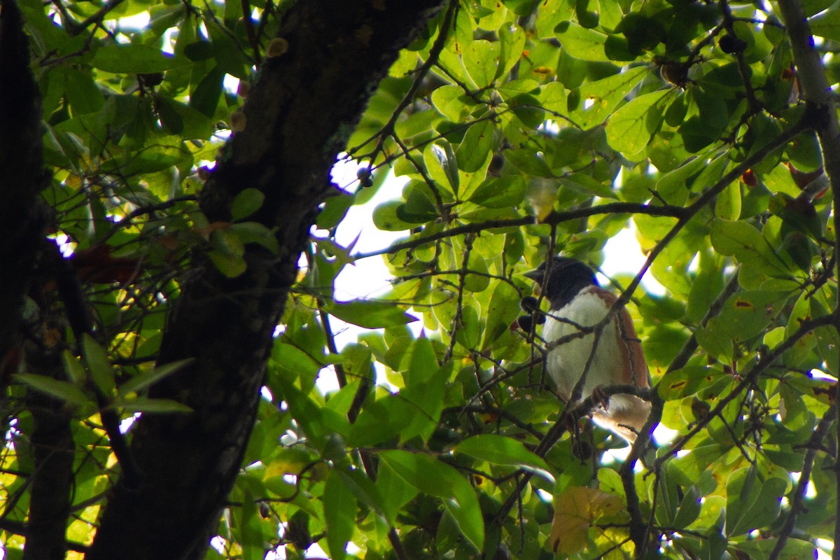 Eastern Towhee - ML643426902