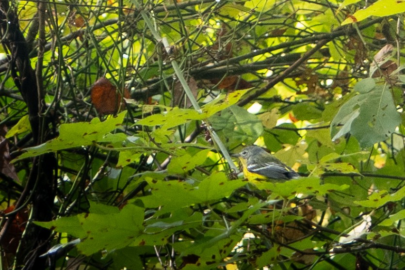 Magnolia Warbler - ML643426910