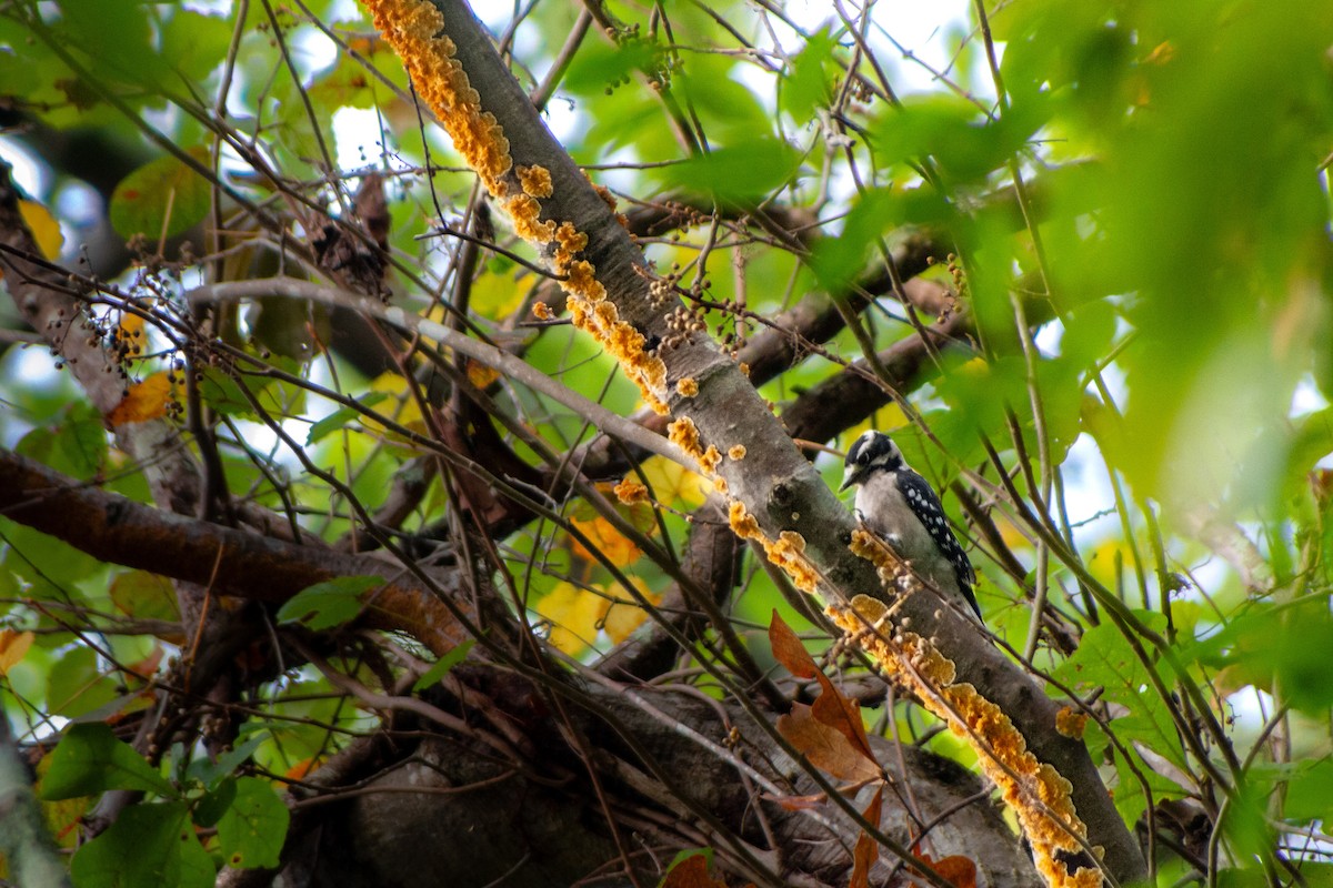 Downy Woodpecker - ML643426920