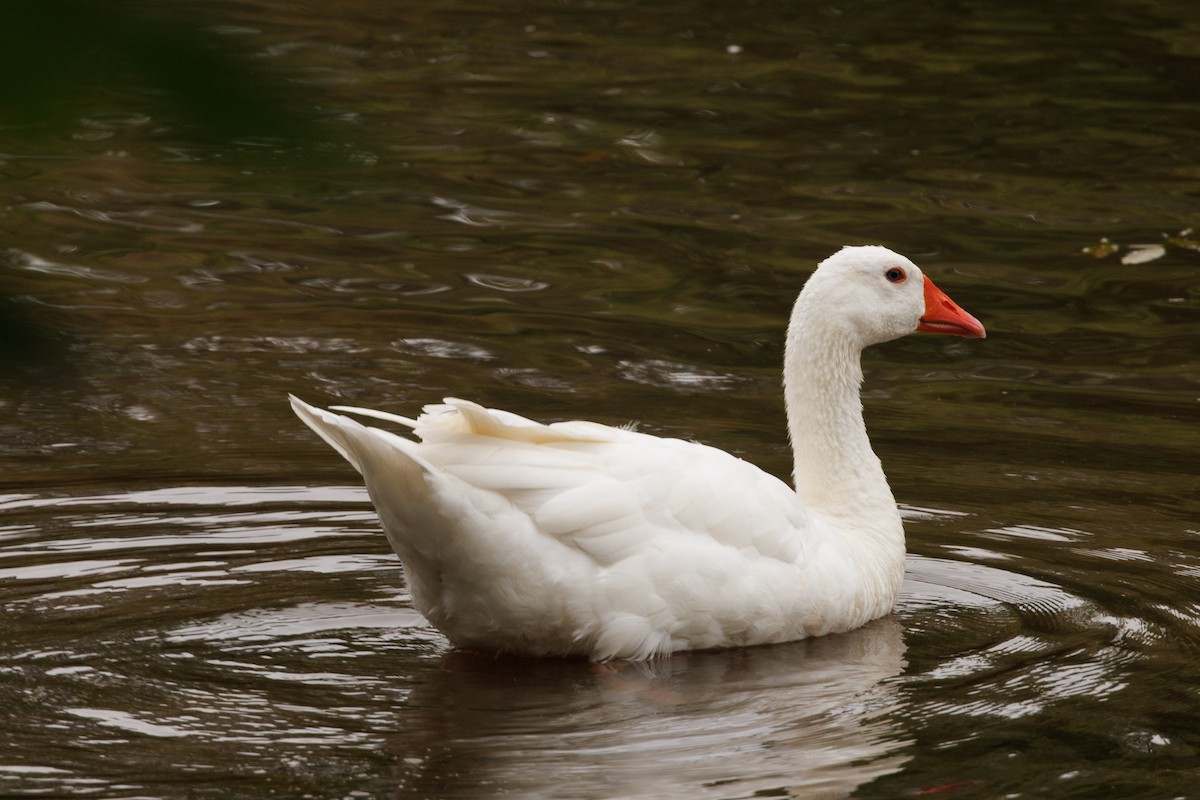 Snow Goose - ML643426934