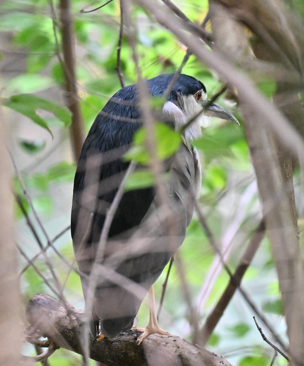 Black-crowned Night Heron - ML643426949