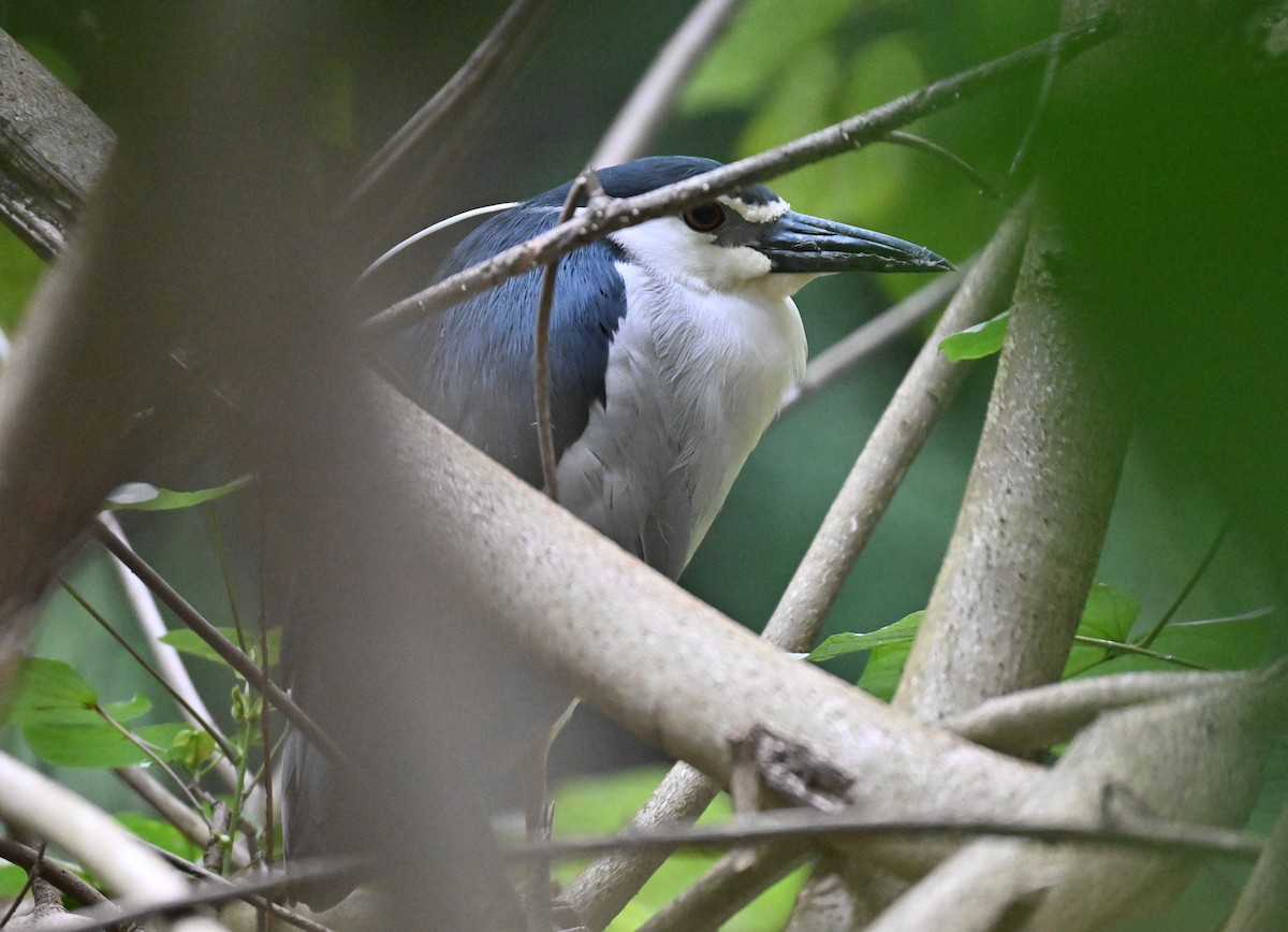 Black-crowned Night Heron - ML643426950