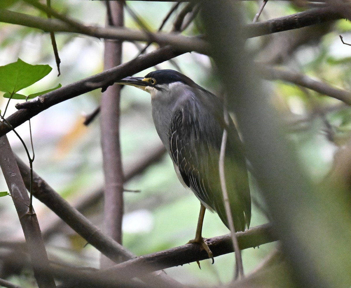 Striated Heron - ML643426955