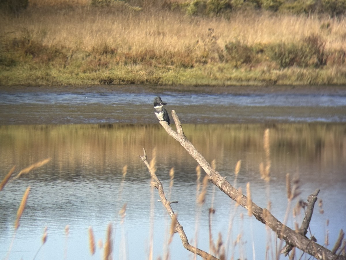 Belted Kingfisher - ML643426956