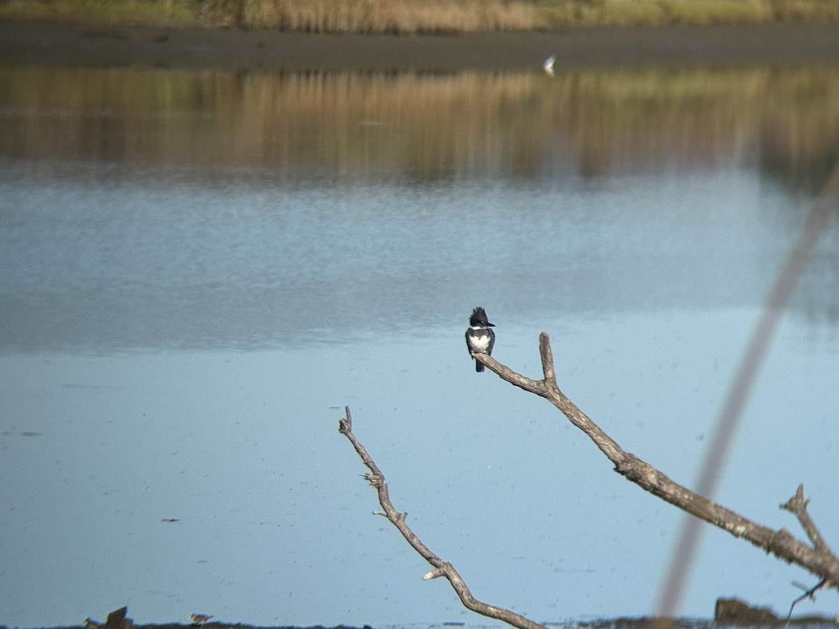 Belted Kingfisher - ML643426957