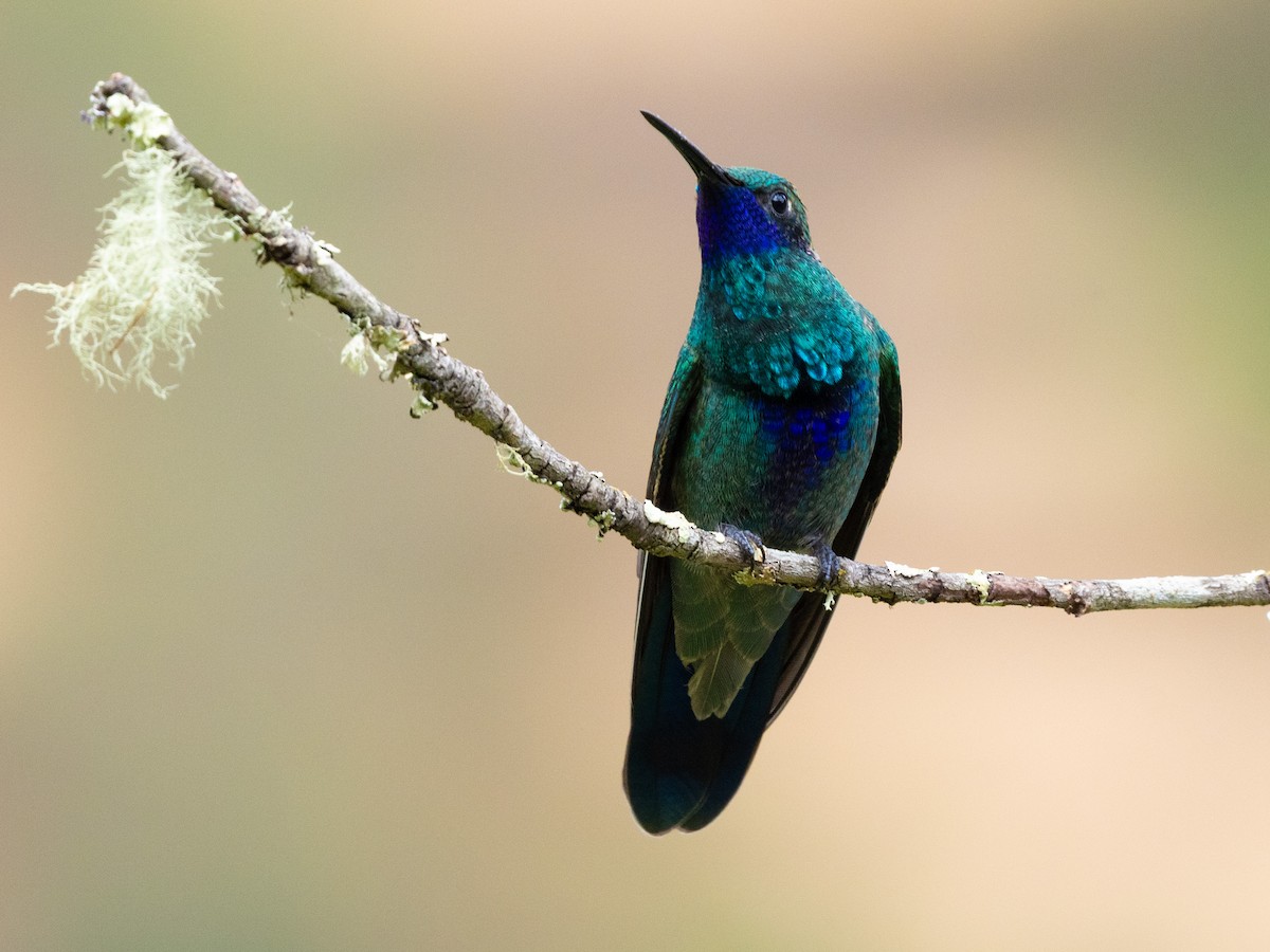 Sparkling Violetear - ML643426962