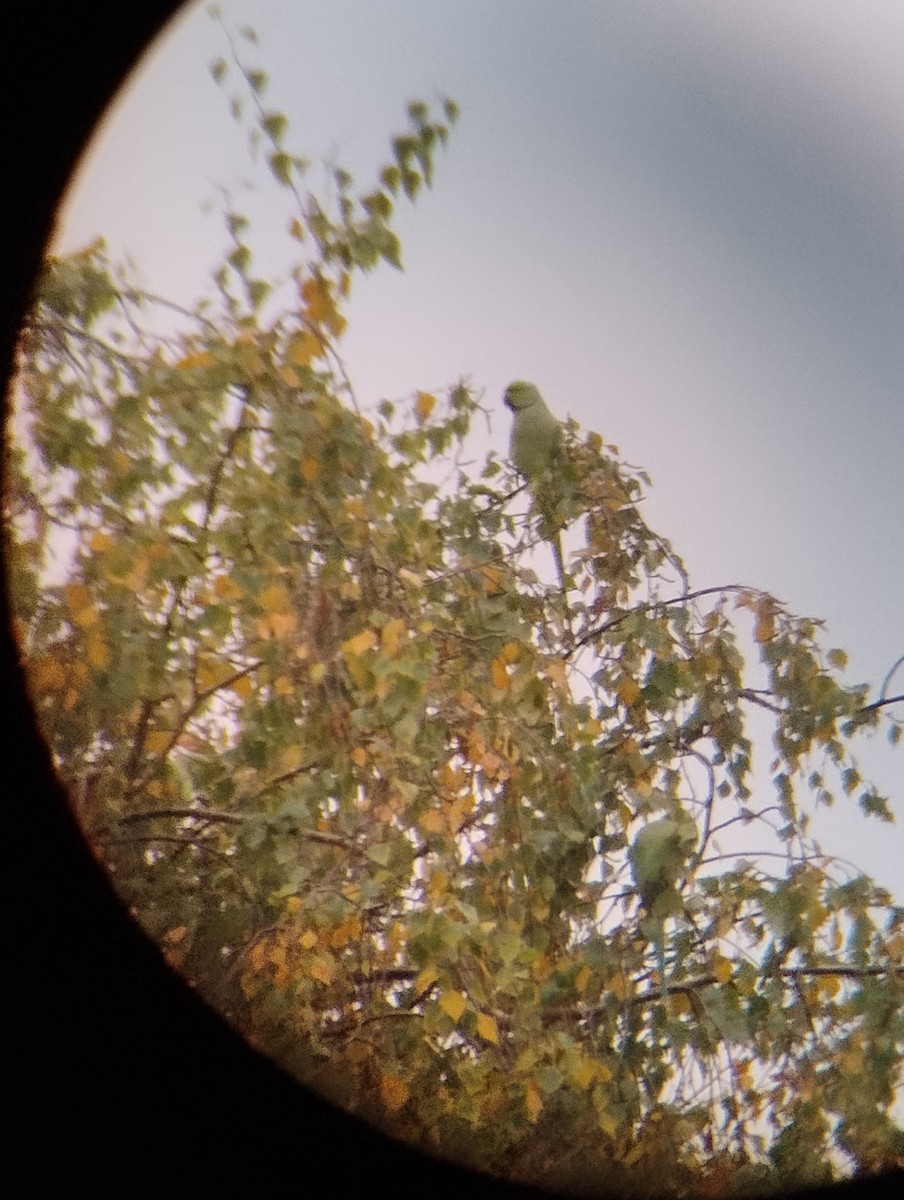 Rose-ringed Parakeet - ML643426976