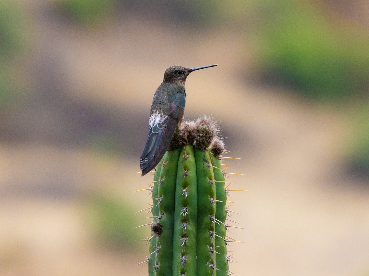 Giant Hummingbird - ML643426988